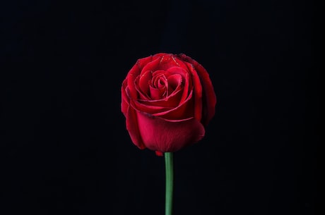 变色玫瑰：基因改造还是生长环境？